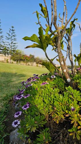 Вид, Las Flores de Moche in Moche