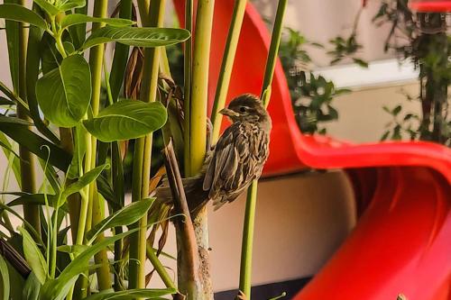 Melilew Boutique Hotel in 帕拉馬里博