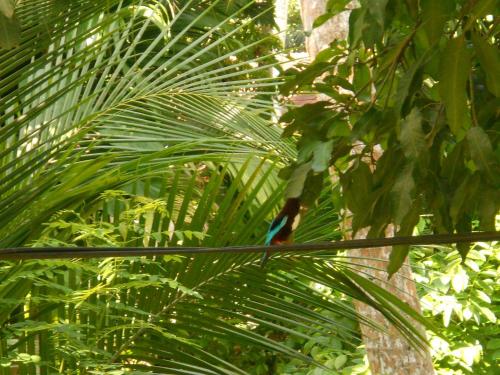A Hotel Com Elephant Rock Cottage Apartment Unawatuna Sri