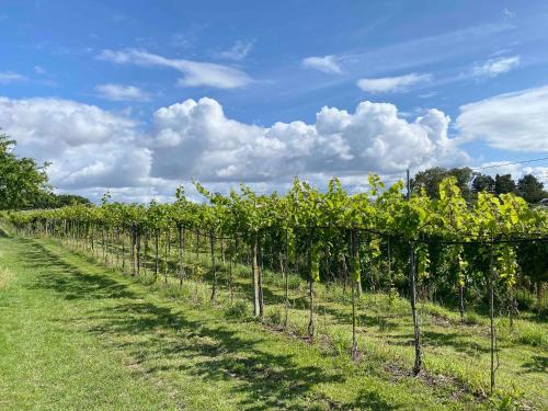 . Italien Vinyard Feeling Close To Karrebæksminde
