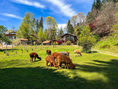 Dārzs, Sorti Alpaca by Lago Reisen in Montegrino Valtravaglia