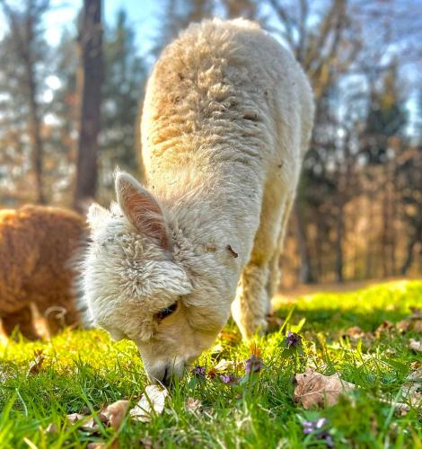 Iekārtas, Sorti Alpaca by Lago Reisen in Montegrino Valtravaglia