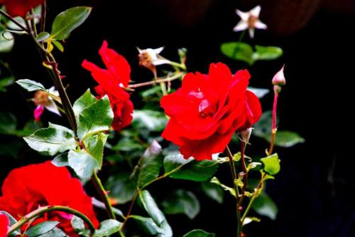 B&B Ruurlo Belle Rose - image 2