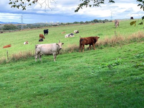 Зовнішній вигляд готелю, Meadow View in Cowdenbeath