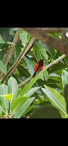 Dintorni, Espinosa Alvinio Dolega in Dolega