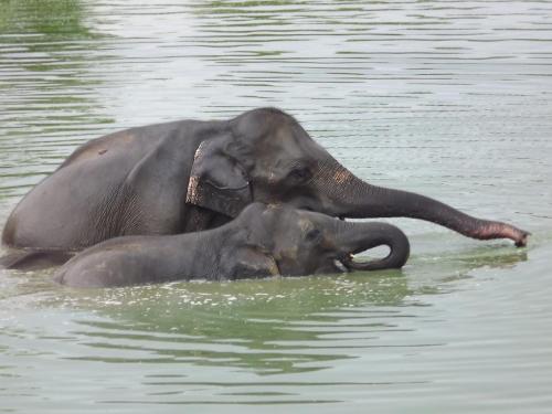 Buddika Safari & Resort in Udawalawe