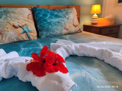 Palm garden paradise in Perivolia