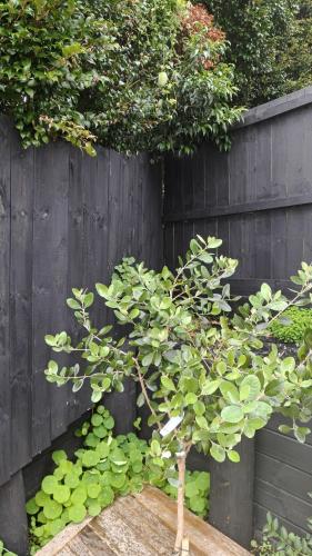 Brand New Spacious 5BR Home in Central AKL, Auckland (zdjęcie 8)