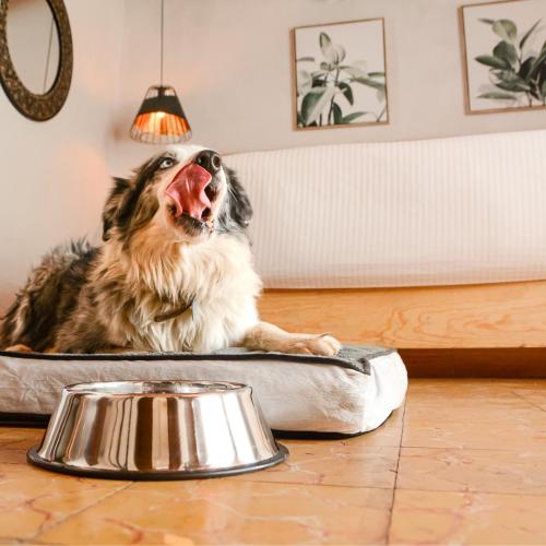 Petit Mesón Pet Friendly Hotel in Valle de Bravo, Mexico