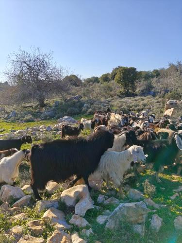 צימס - דירת אירוח בגליל עם מרפסת, Kefar Weradim (zdjęcie 10)