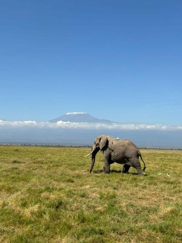 Greenfield Homestay -Full board in Amboseli Nemzeti Park