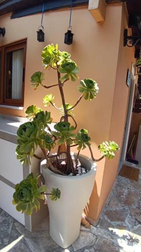 ΒeΙΙa, Kanoni (foto 7)