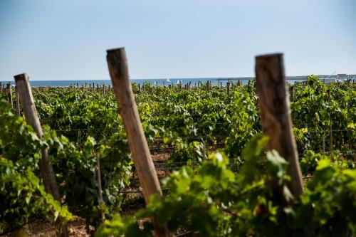 Firriato Hospitality - Calamoni di Favignana Apartments - image 12