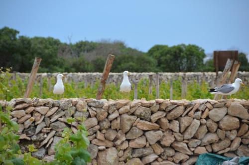 Firriato Hospitality - Calamoni di Favignana Apartments - image 4