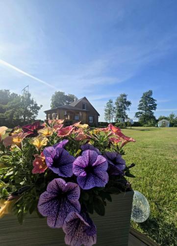 Kiideva Glamping in Puise