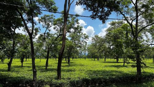 ROOTS by MOUNT OLIVE in Bharat Nagar