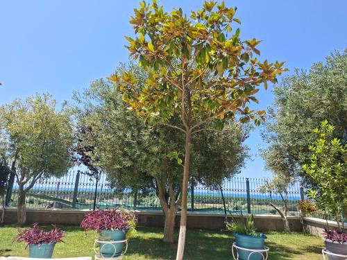 Villa Luiss Panorama - image 3