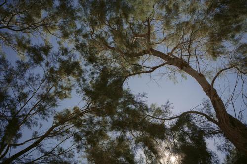 Black Rose Beach Suites - image 13