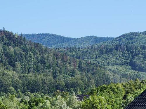 Life-forever in ซูเซวิตา