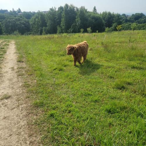 Uszate Ranczo Malinka in Chrosna