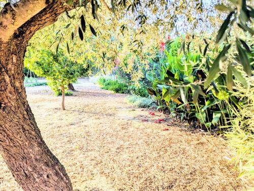 Dārzs, Villa Le Jardin des Délices - de 2 à 8 personnes avec Piscine (Villa Le Jardin des Delices - de 2 a 8 personnes avec Piscine) in Raissac-d'Aude
