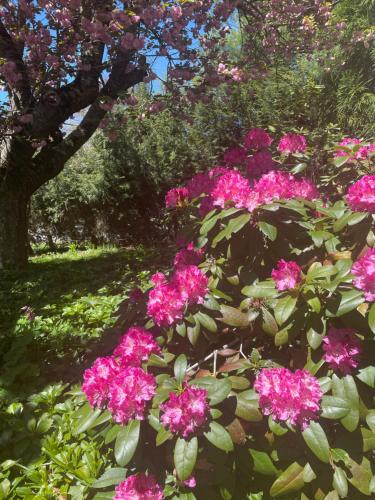 花園, Comfy & Convenient Suite Sleeps 1 to 5 Near Boston in 安多弗