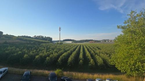 InnJoy!, Friedrichshafen (Foto 5)
