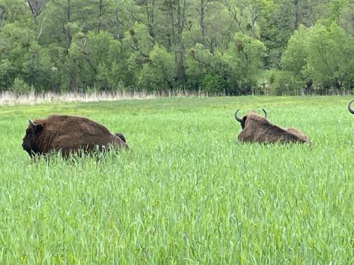 Siedlisko Jaskółka - Puszcza Białowieska