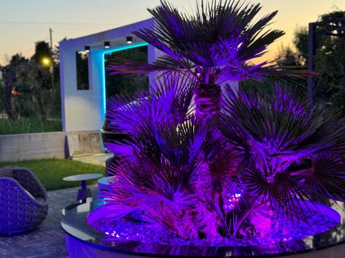 Blue Star Apartments in Ulcinj