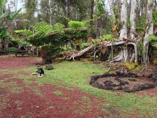 Ixchel Hawaii Volcano in Fern Forest (HI)