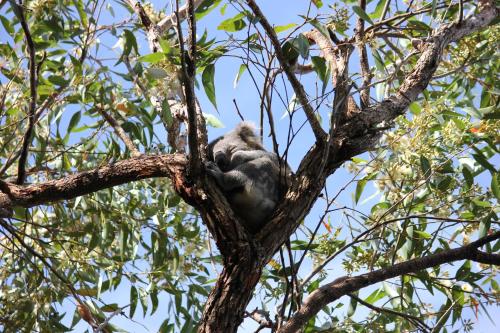 Koala Shores Holiday Park
