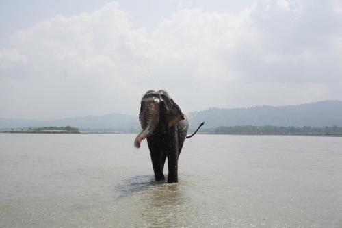 70756806 Tiger Tops Tharu Lodge