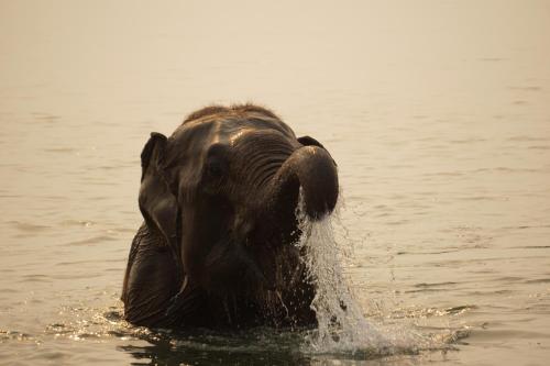 70756963 Tiger Tops Tharu Lodge