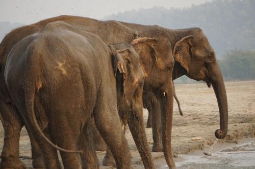70757351 Tiger Tops Tharu Lodge