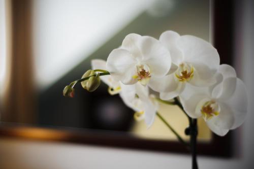 Hotel Petr - image 5