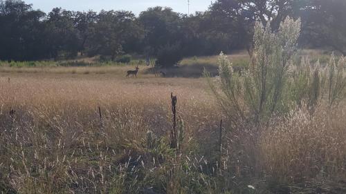 Bigfoots Bungalow in Bandera