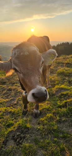 Erd´s Hoimatle in Jungholz