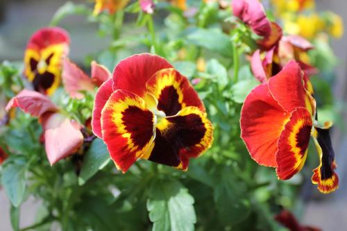 Omega Guesthouse Budapest - image 7