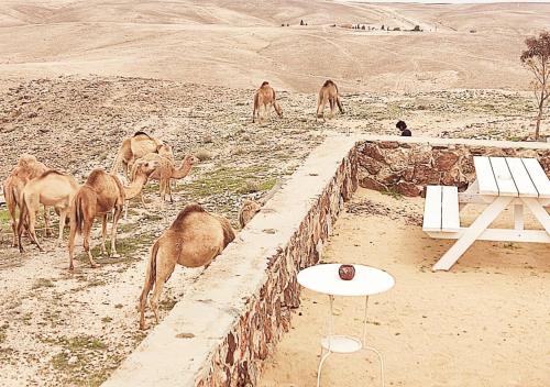 חלון למדבר, Arad (fotografie 6)