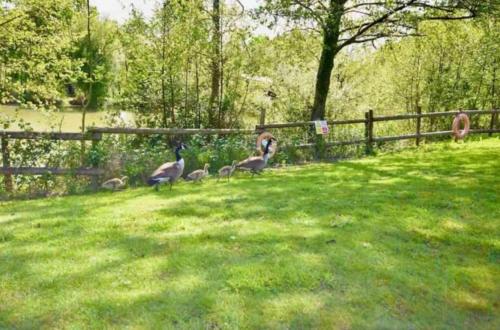 19 Carters Paddock in Havenstreet