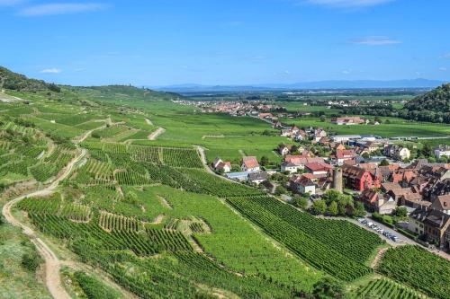 Grande terrasse, route des vins, domaine viticole 'riesling' in Rouffach