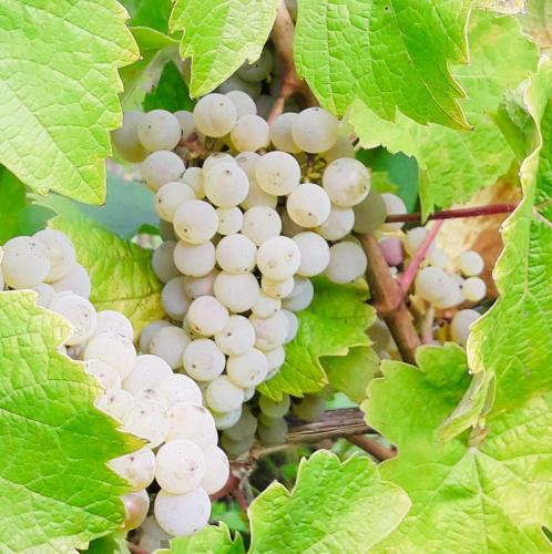 Weinhof Michael Morbach - Zeltingen-Rachtig