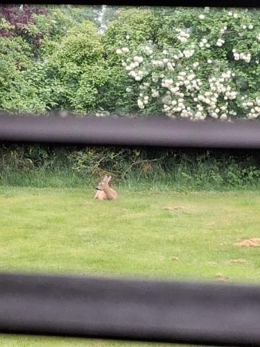  KRAGKAER Deer-Lodge B&B & Guest House - Unique Holiday Homes in Sæby