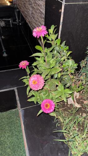 جنة الطائف, Taif (foto 3)
