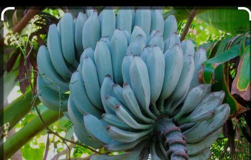 Java blue banana, Santa Cruz (photo 4)