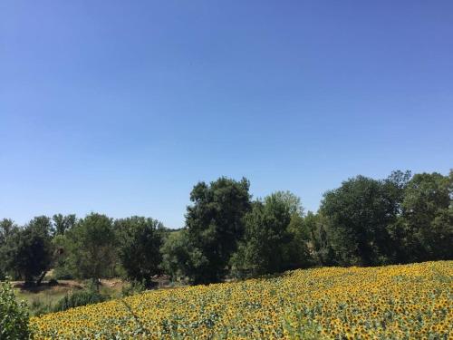 Mirelaure, Havre convivial au cœur de 32 hectares in Mirepoix