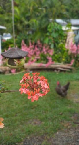 גינה, Au Mont Mou chez So et Chris in Paita