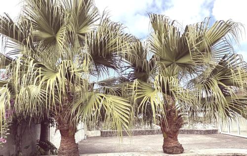 LaKaz Deux Palmiers - Location, gîte - Saint-Joseph