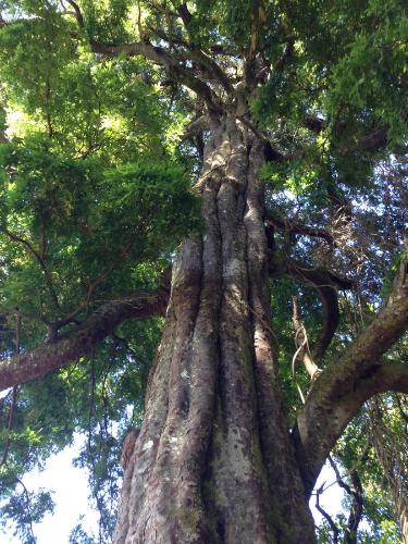 Instalaciones, Anchorstone in Isla Stewart