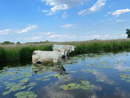 Ferienwohnung AllerStall in Essel
